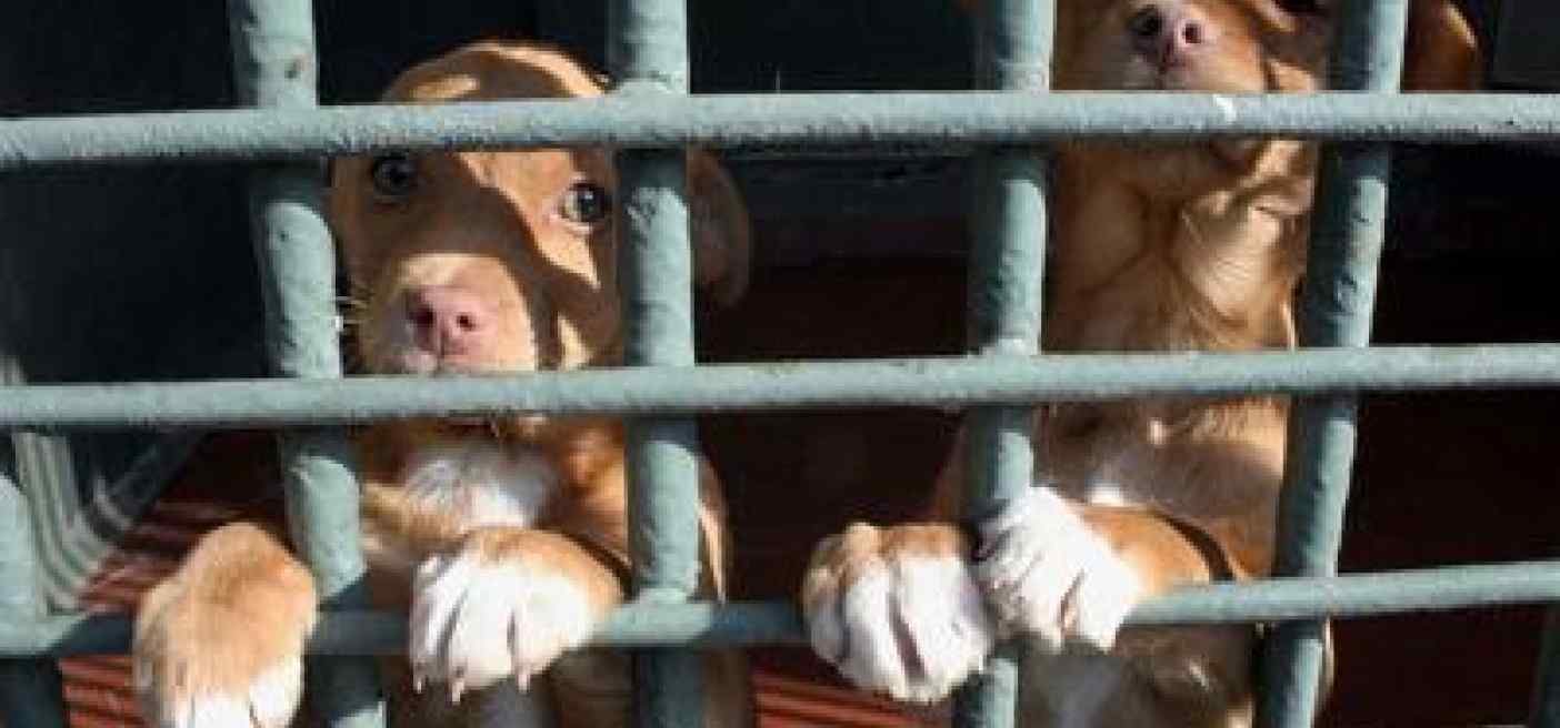 Animali: controlli Nas in canili e gattili, sequestrate 26 strutture