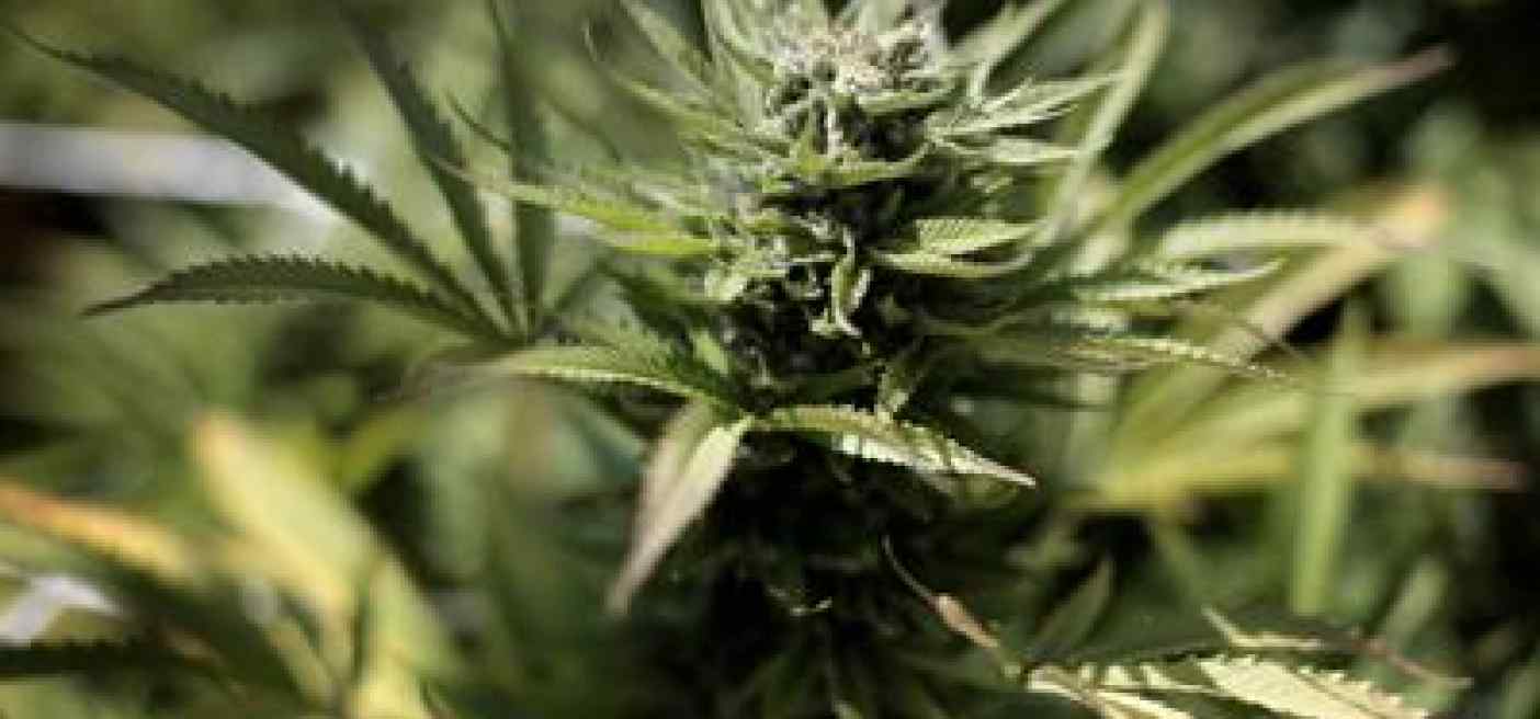 Cannabis, 22,3% studenti scuole superiori l'ha fumata, studio su generazione Z