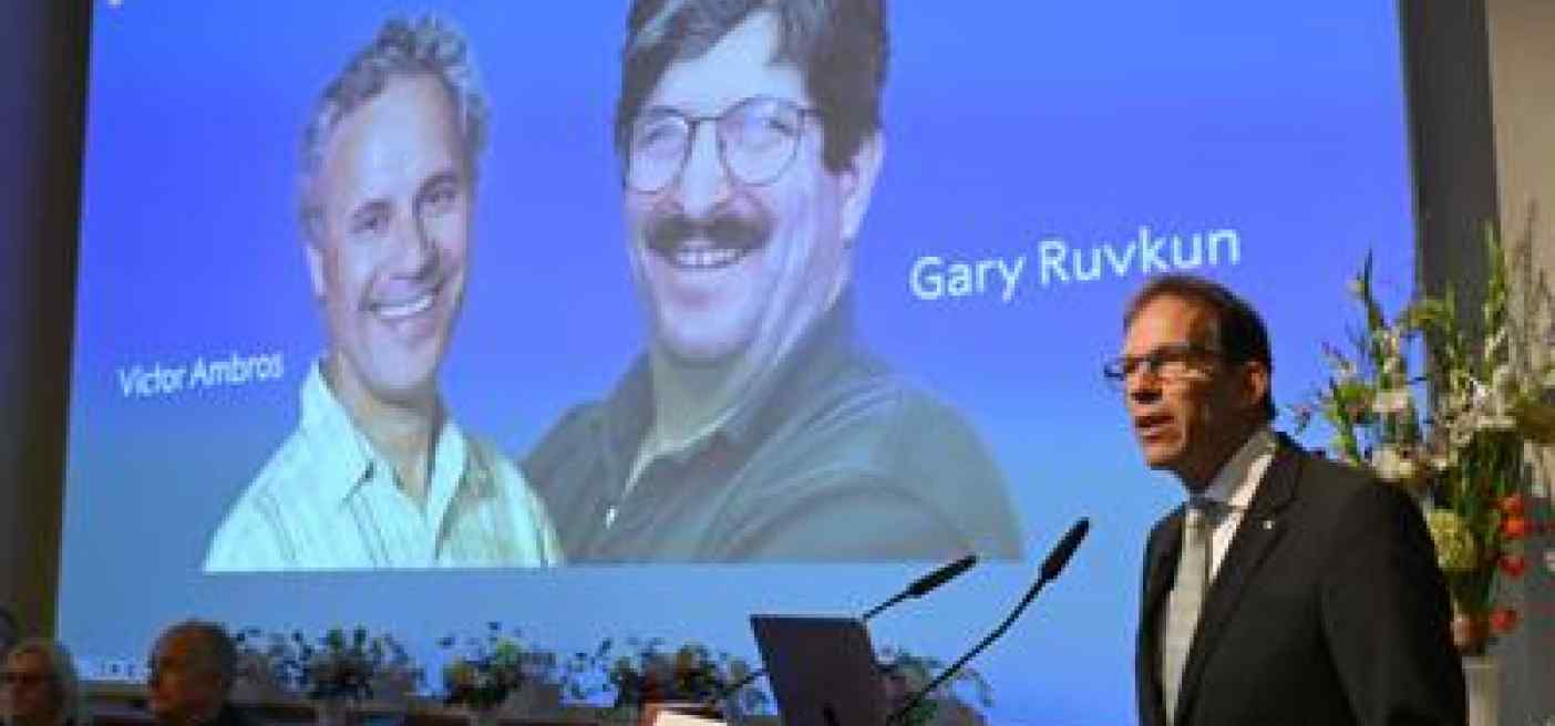 Nobel Medicina 2024 a Victor Ambros e Gary Ruvkun per scoperta 'interruttori dei geni'