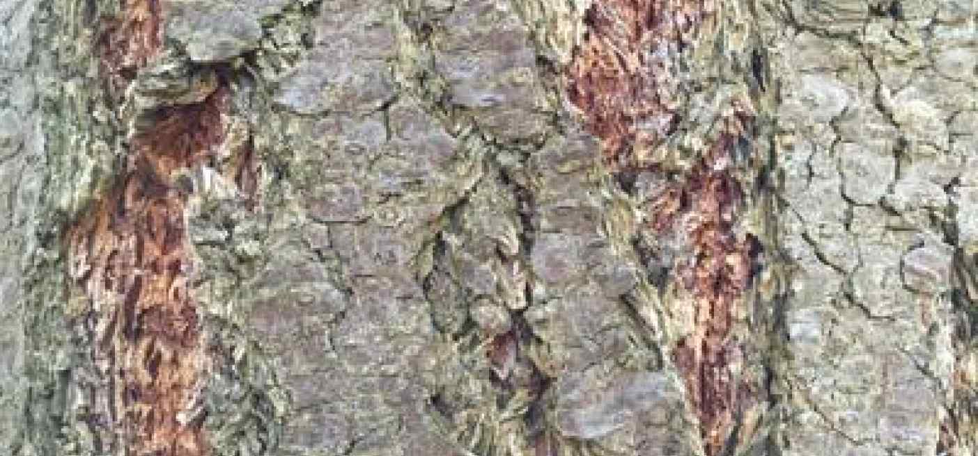 Ricerca: da corteccia salice potrebbe arrivare nuovo antivirale salvavita, studio
