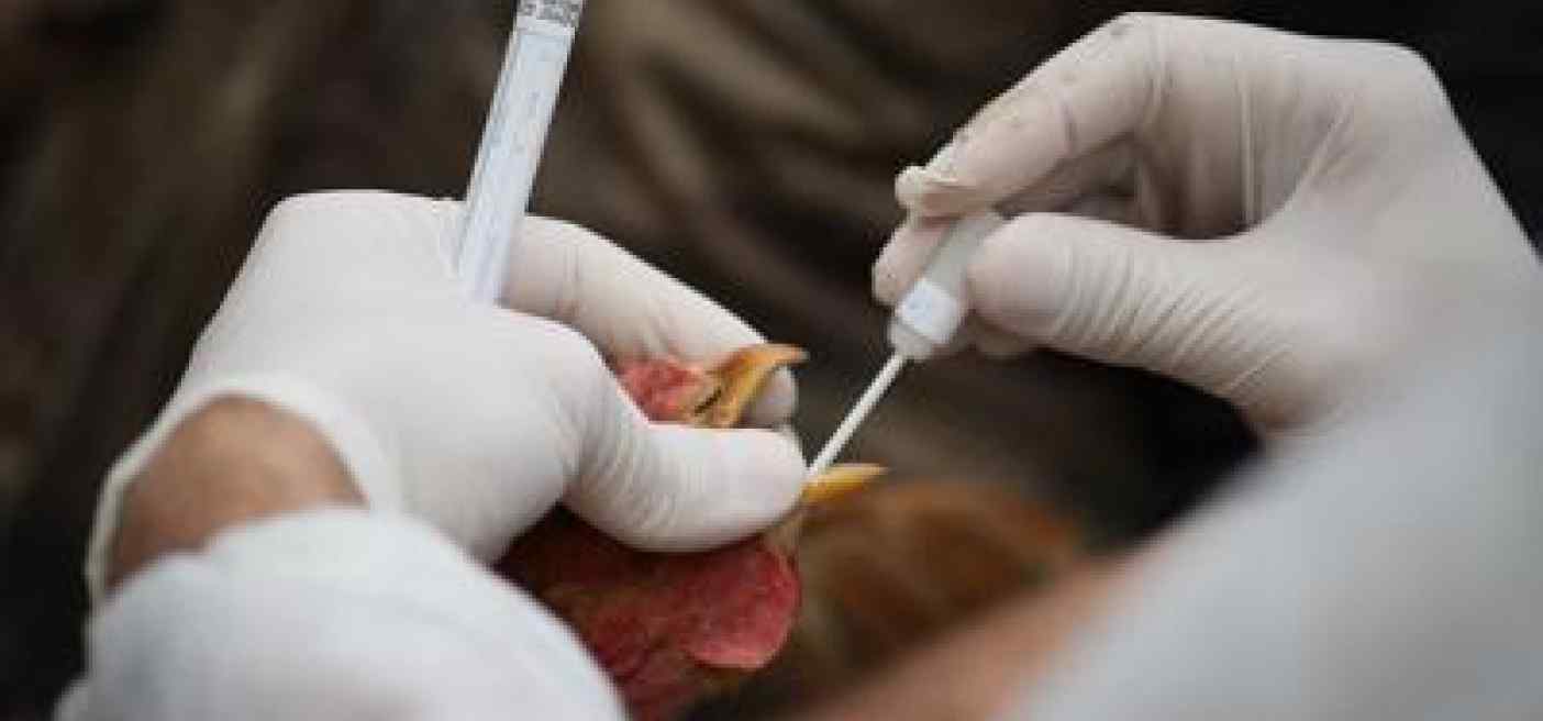 Sale l'allerta aviaria in Usa, appello a New York: "Non toccate i volatili"