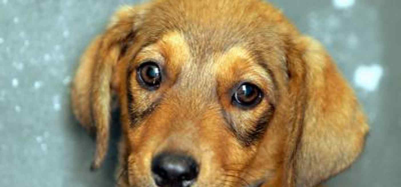 Il cane è triste o felice? Ecco perché (spesso) non lo capiamo