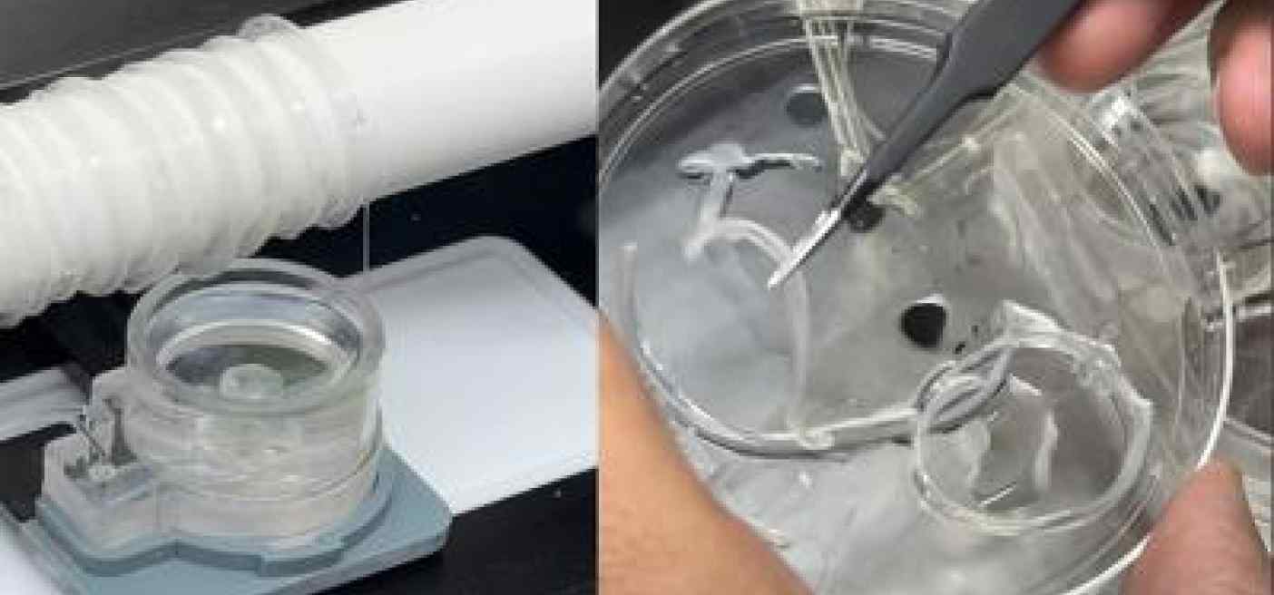 Università Tor Vergata, risultati positivi da stampa 3D per rigenerare muscoli