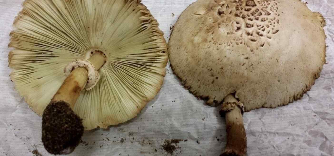 Funghi e intossicazione