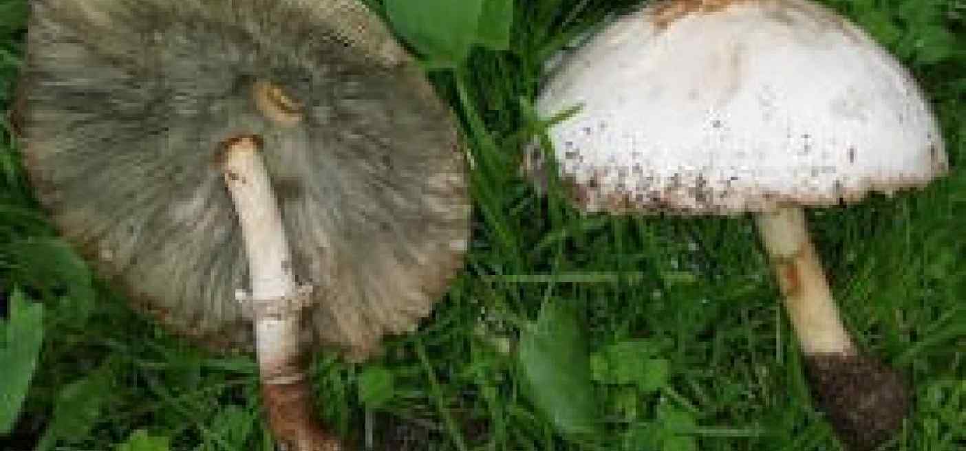 Funghi e intossicazione