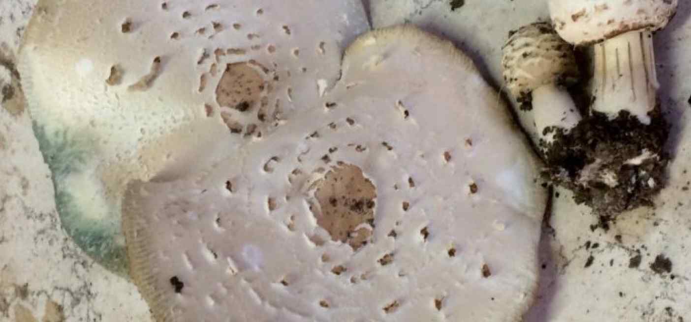 Funghi e intossicazione