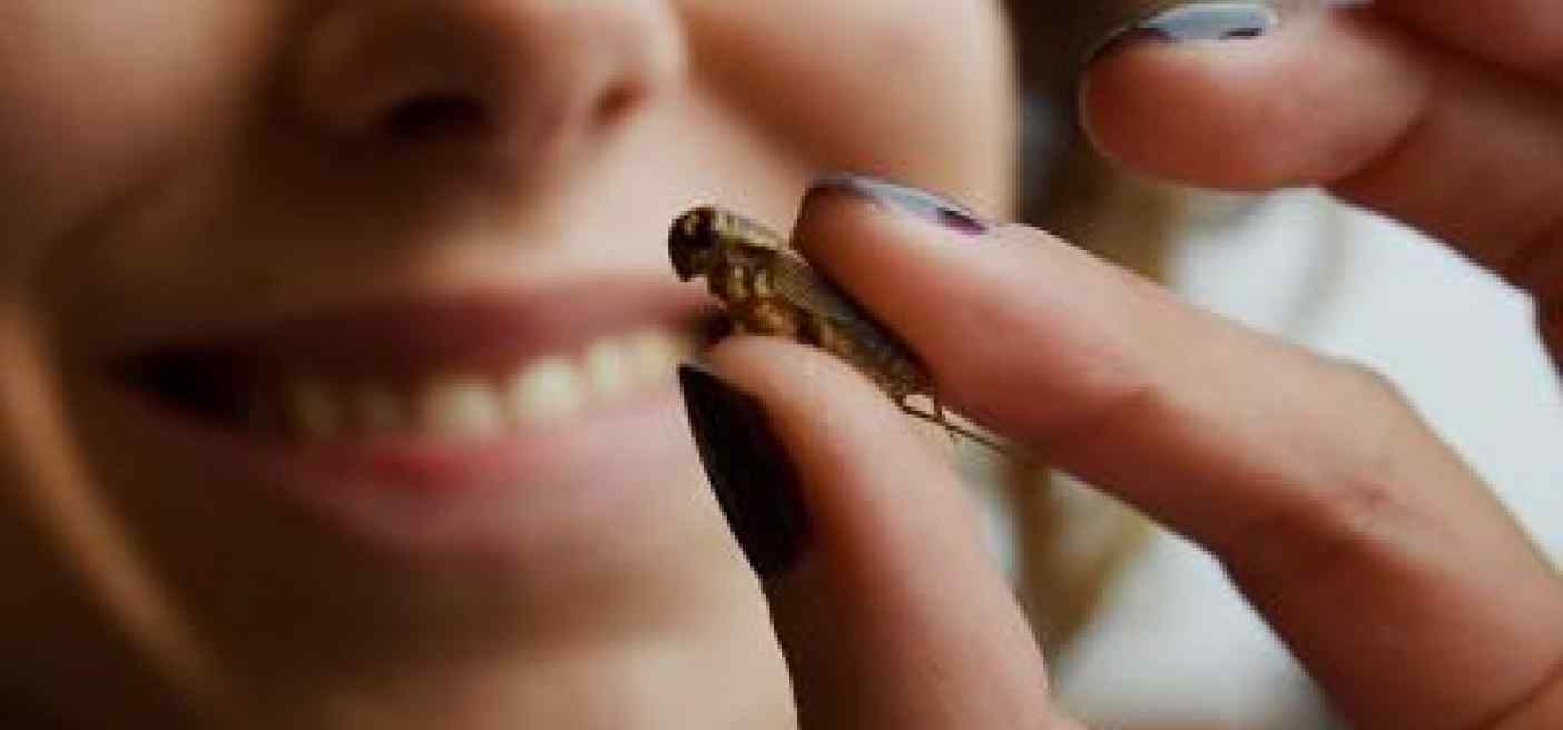 Insetti nel piatto, pediatri 'no farine ai bimbi, ancora dubbi'