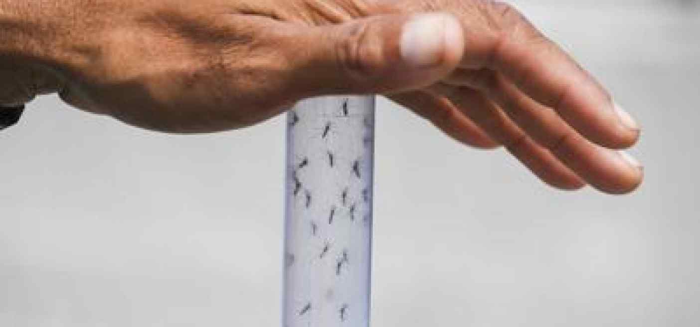 Dengue: ad oggi 324 casi tutti 'importati', nessun decesso