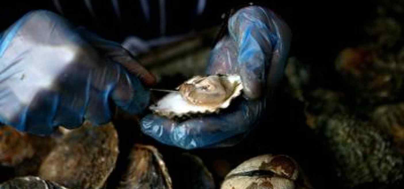 Medico-nutrizionista, 'ostriche buona fonte nutrienti ma non indispensabili'