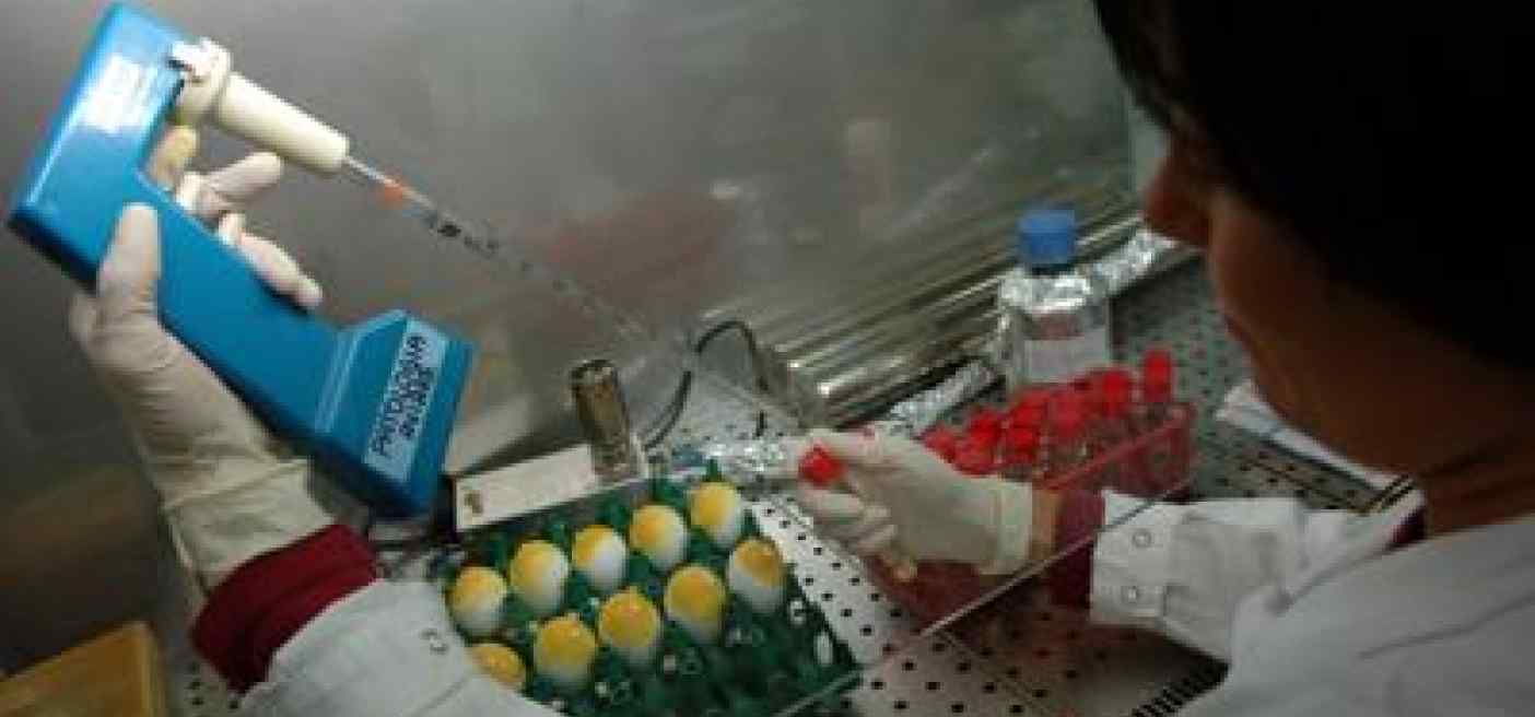 Aviaria: a New York virus H5N1 negli uccelli selvatici
