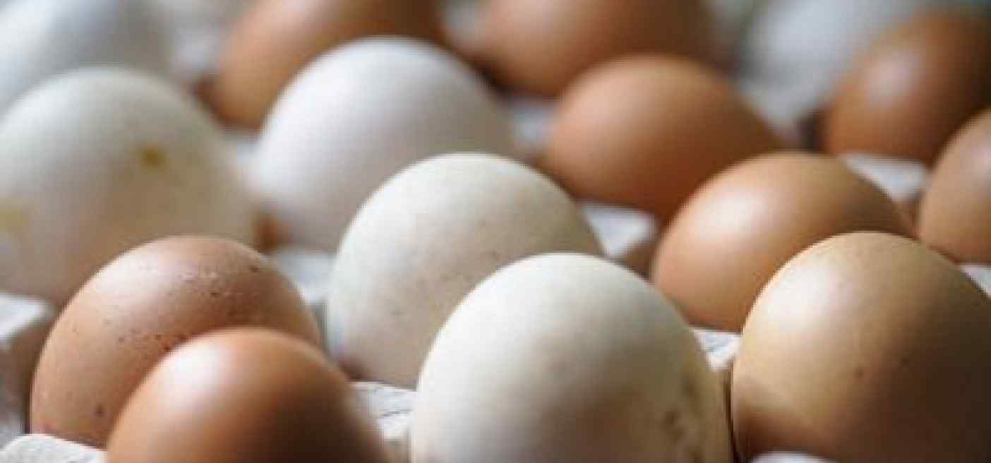 Uova a rischio salmonella, l'elenco dei lotti richiamati