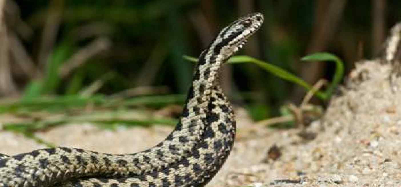 Morso di vipera, cosa fare? "Calma primo antidoto per non diffondere il veleno"