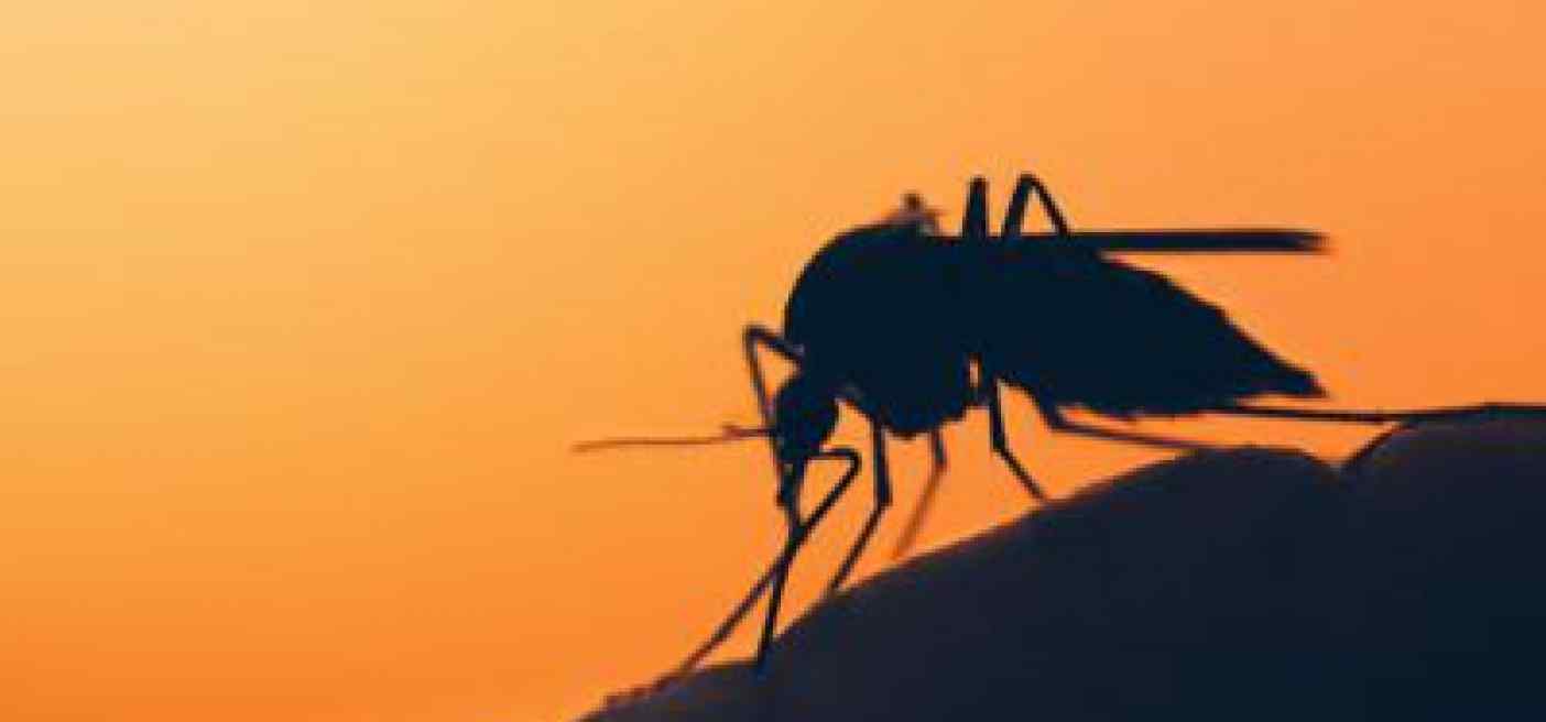 Iss, no allarme per ritorno malaria dopo scoperta zanzara in Salento