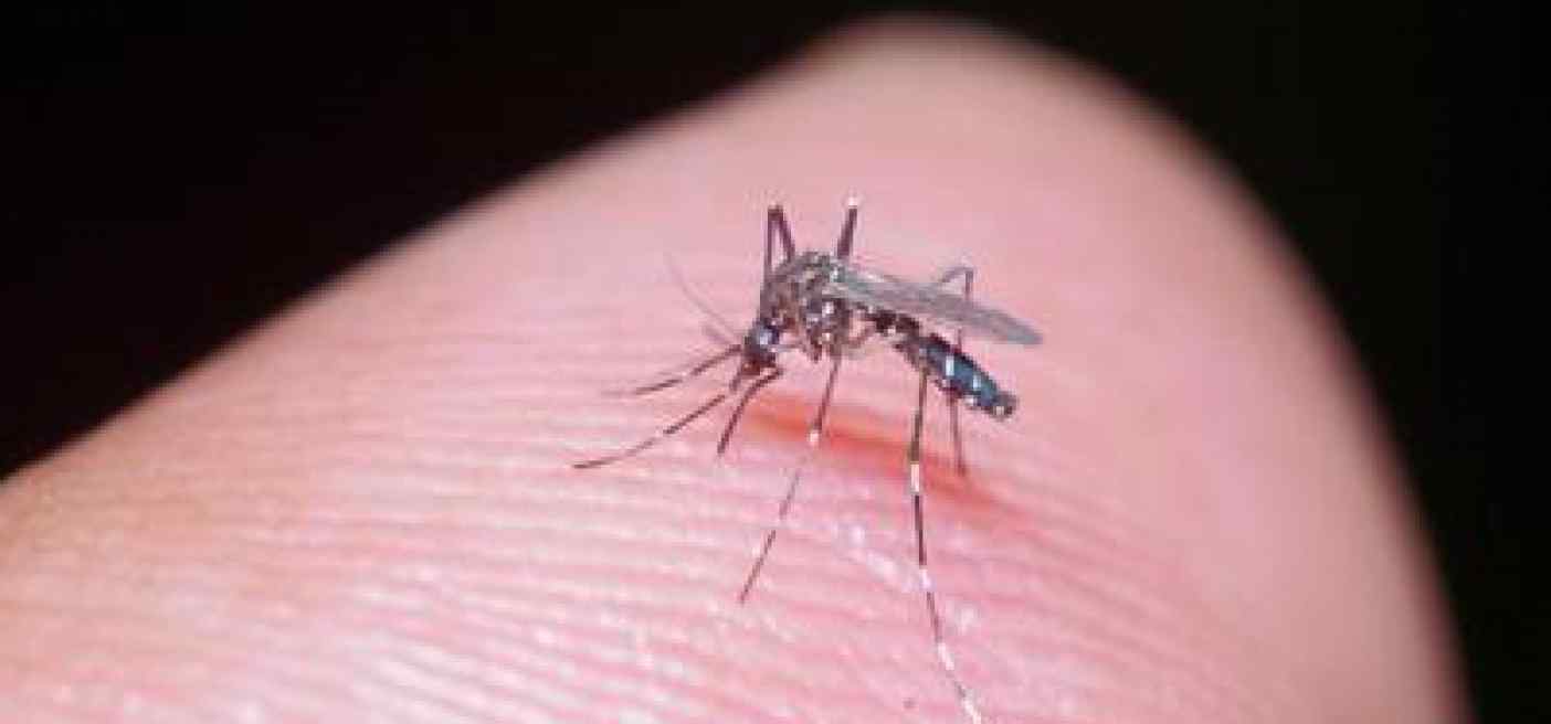 Dengue, un caso al Circeo: scatta la disinfestazione