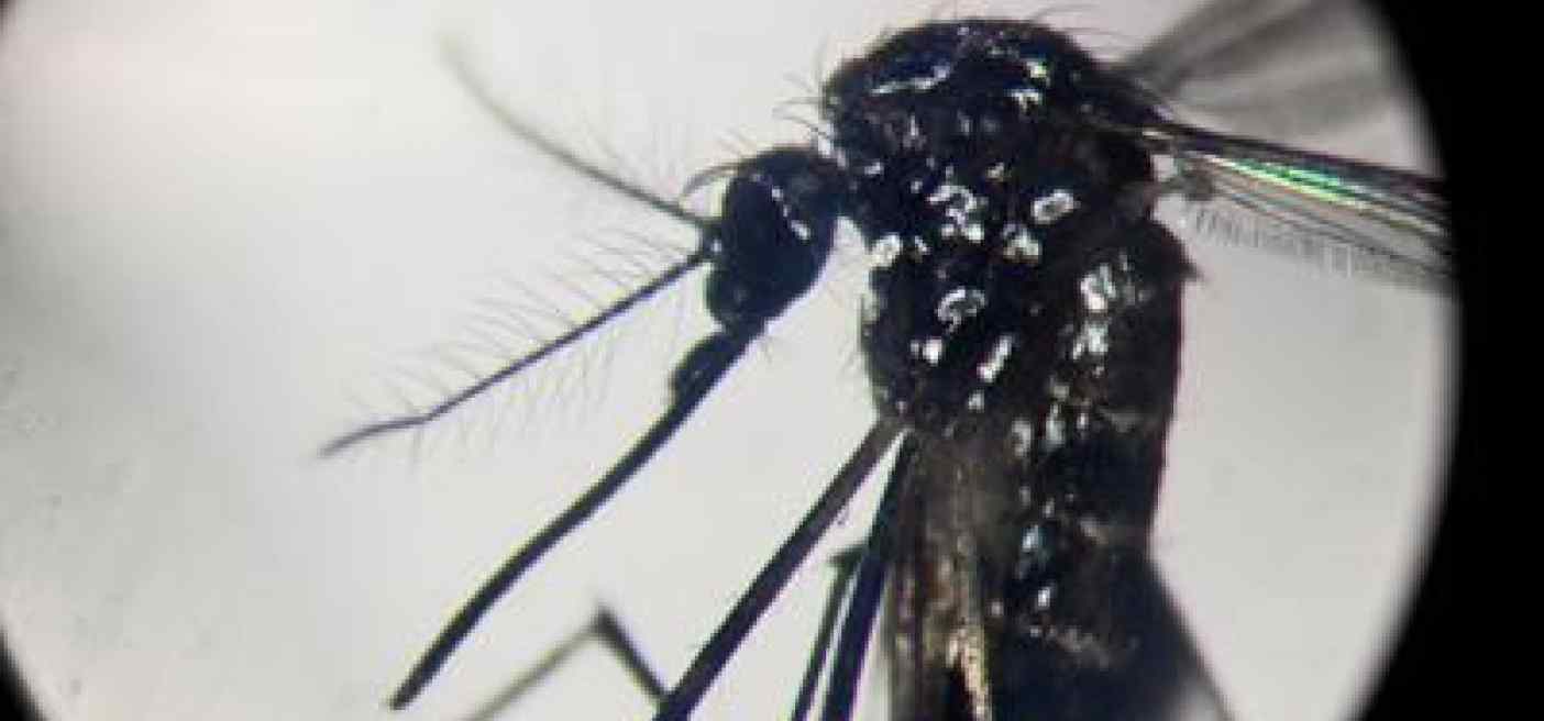 Dengue: un caso in provincia di Firenze, Asl 'situazione sotto controllo'