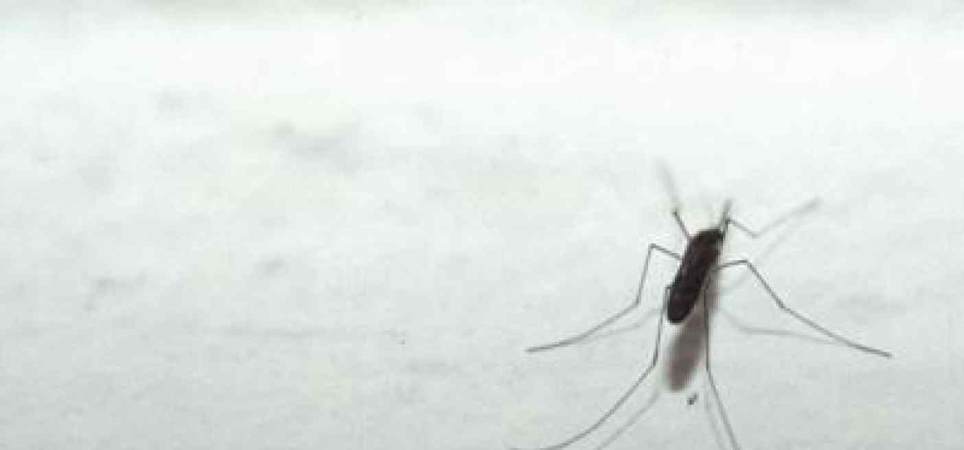 Zanzare nel mirino, l'ipotesi 'causeranno la prossima pandemia'