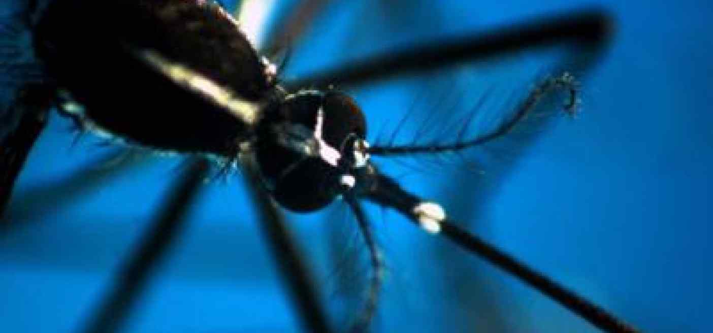 Dengue, in Italia 117 casi nel 2024: concentrati in Veneto, Lazio e Lombardia