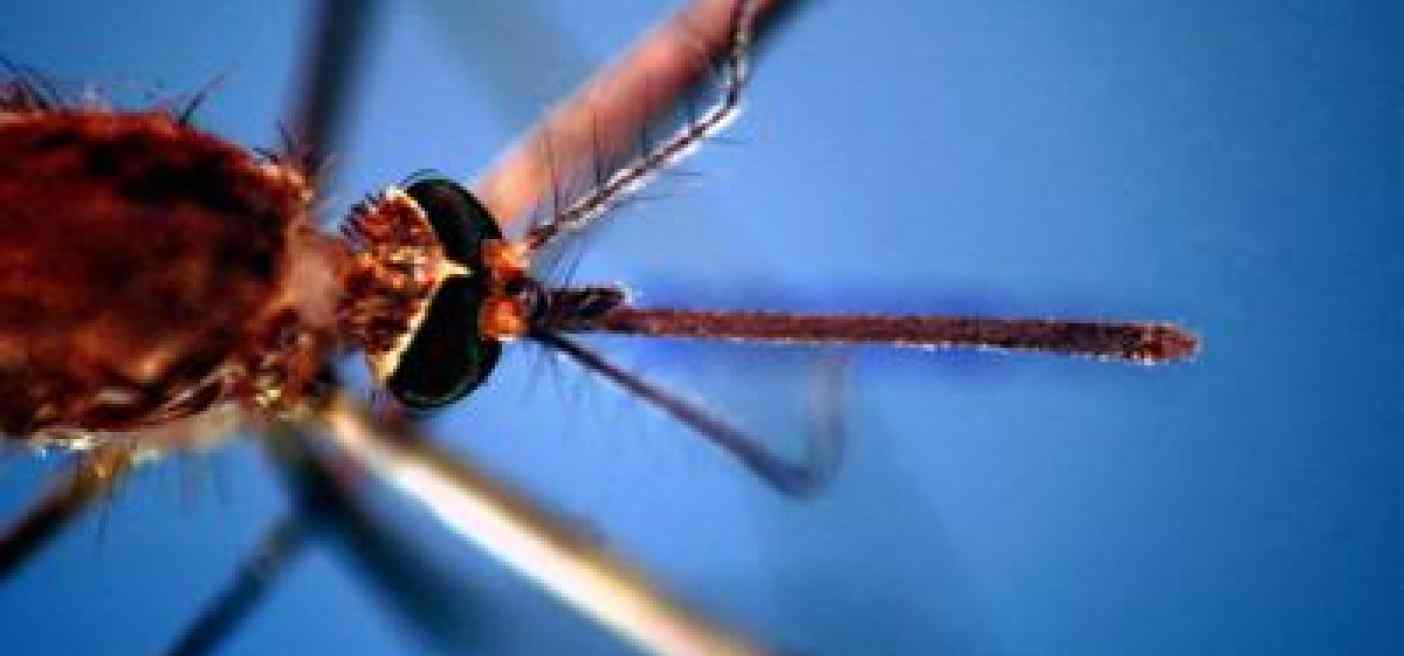 Dengue, nel microbioma delle zanzare un batterio alleato per controllarla: lo studio