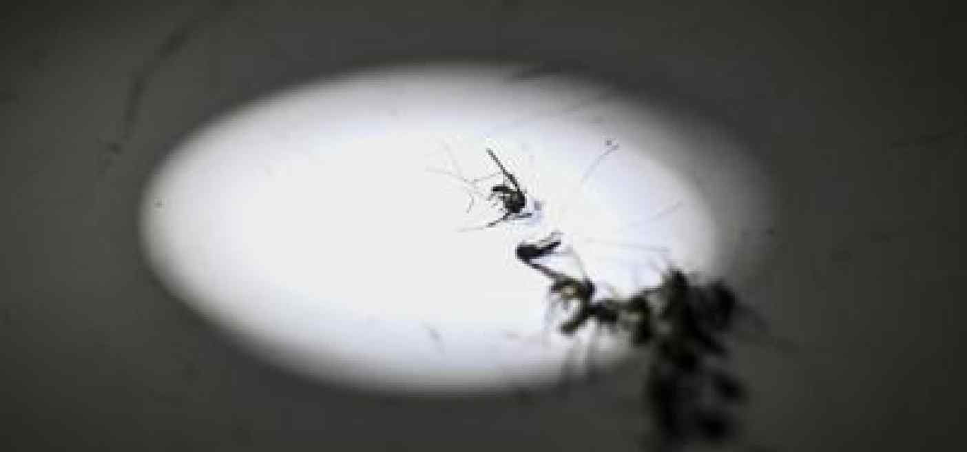Tornerà la malaria in Italia? L'esperto 'no allarme ma guardia alta'